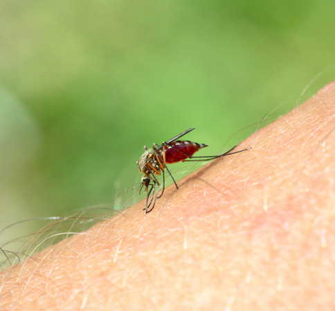 mosquito sucking blood